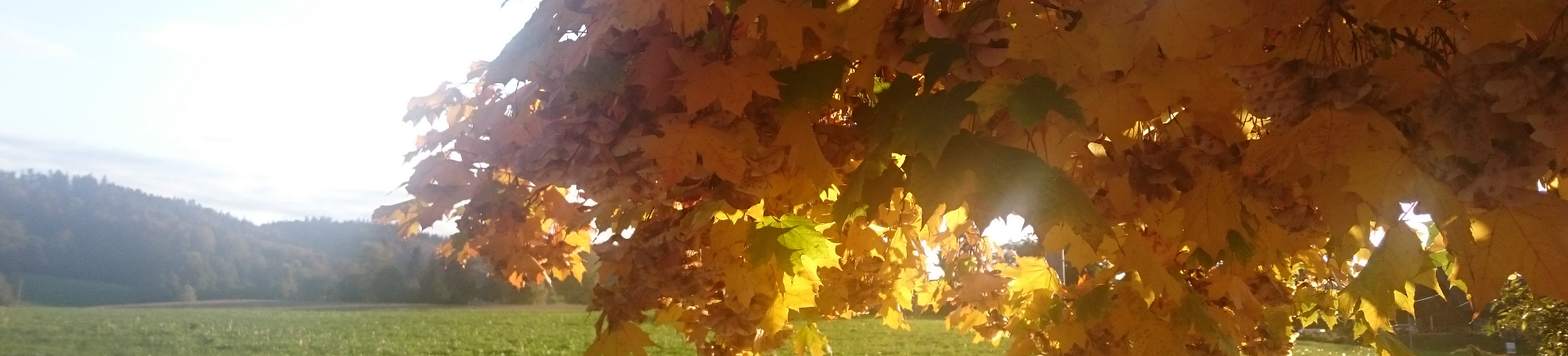 Herbstblätter